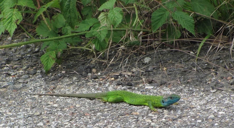 Lacerta bilineata M o F?  Maschio !